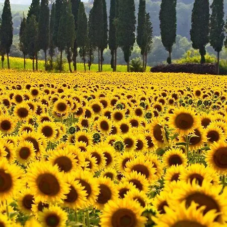 Casa Girasole Huis-wakacje * Asciano