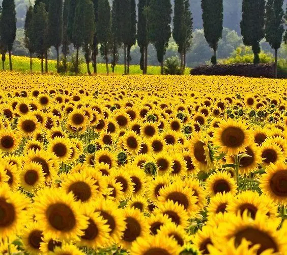 Casa Girasole Huis-wakacje * 阿夏诺